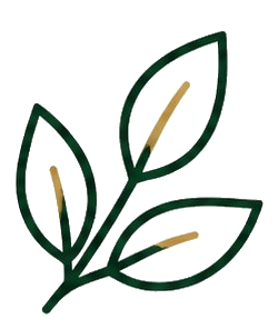 Lá cây — Tự nhiên & An lành